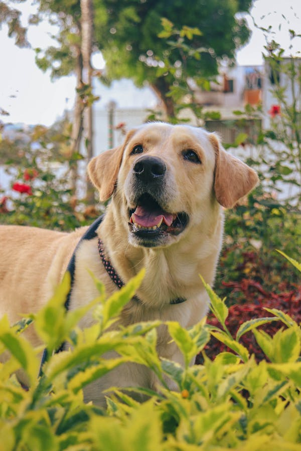 How to Create a Pet-Friendly Garden