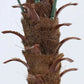 Large Artificial Coconut Tree Fake Palm for Outdoor Indoor Decor Hawaiian Simulation Plant