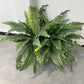 2Pcs Large Artificial Fern Tropical Palm Plants Porch Decorative Persian Fake Flowers Wall Hanging Palm Tree for Outdoor Decor