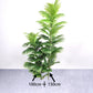 35-150cm Large Artificial Palm Tree Tropical Plants Green Plastic Palm Leafs Fake Banyan Tree for Home Garden Shop Party Decor