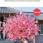 Artificial Peach Tree for Christmas, Simulation Cherry Tree, Outdoor Garden, Large Wishing Peach Tree, Wedding Center Decoration