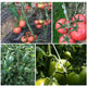 50/100pcs Tomato Support Hooks – Plant Clips for Stronger, Healthier Growth